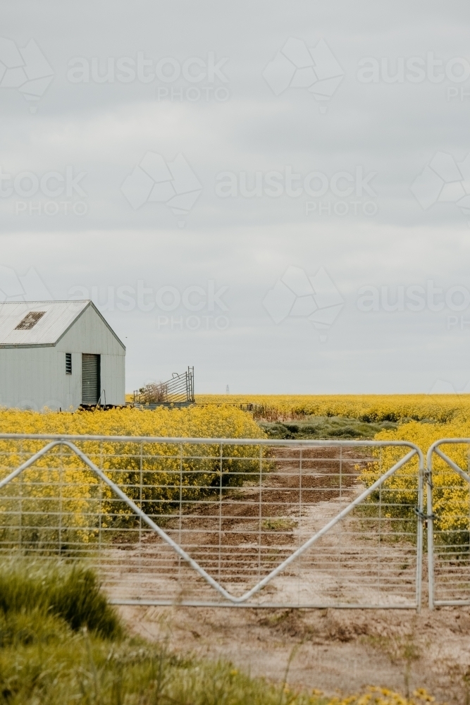 Farm gate leads to canola crop. - Australian Stock Image