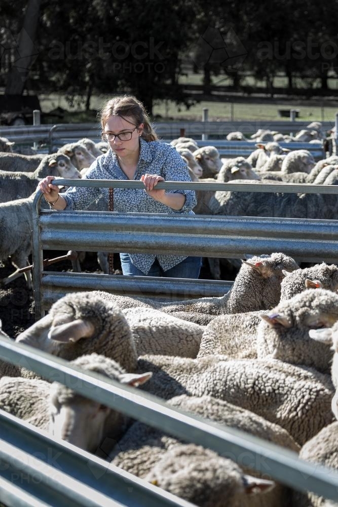 Farm girl closing gate on a pen of sheep - Australian Stock Image