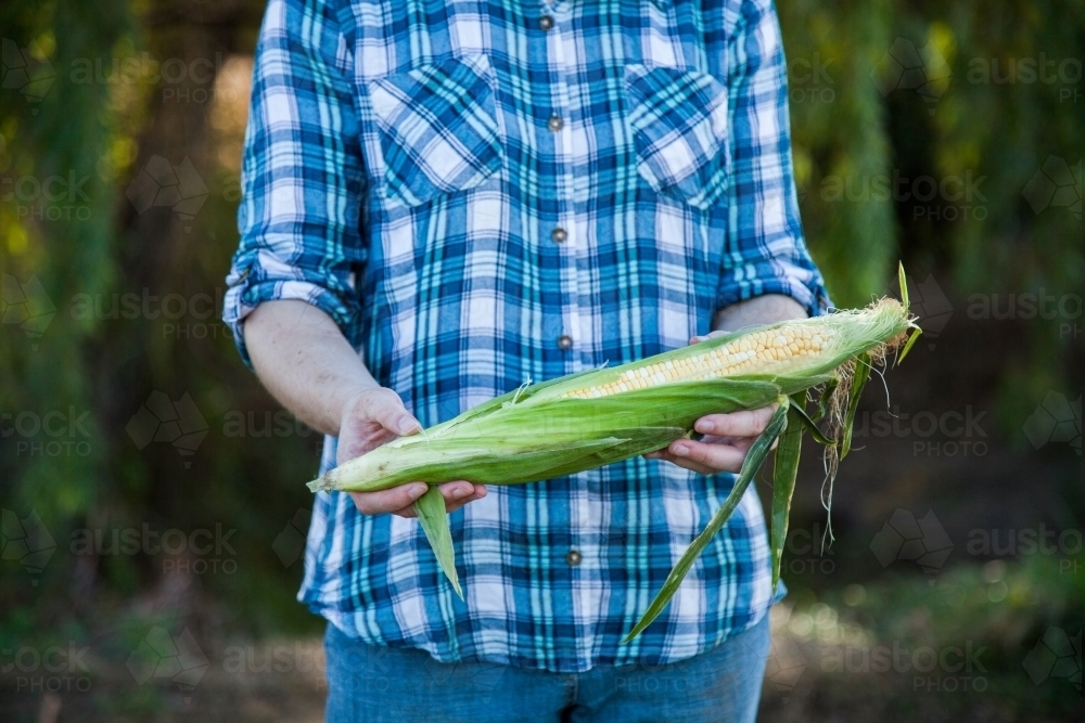 Farm girl holding fresh ear of corn on cob with green husk - Australian Stock Image