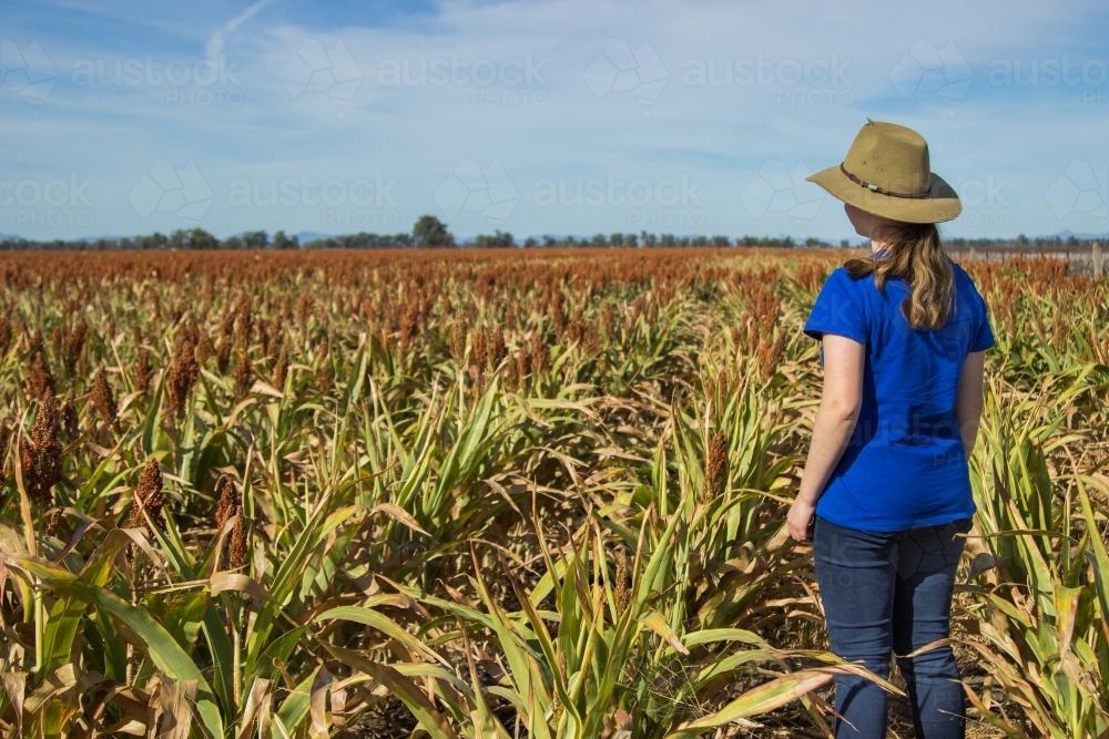 Farm girl standing in a paddock of sorghum - Australian Stock Image