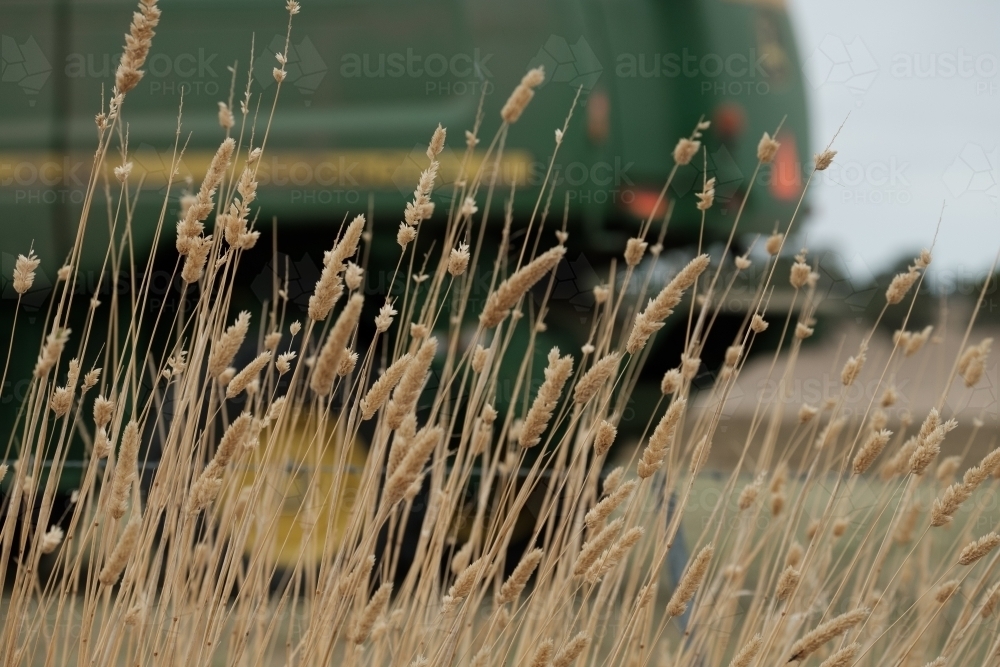 Farm Header machinery behind Phalaris Grass in a Paddock on A farm - Australian Stock Image