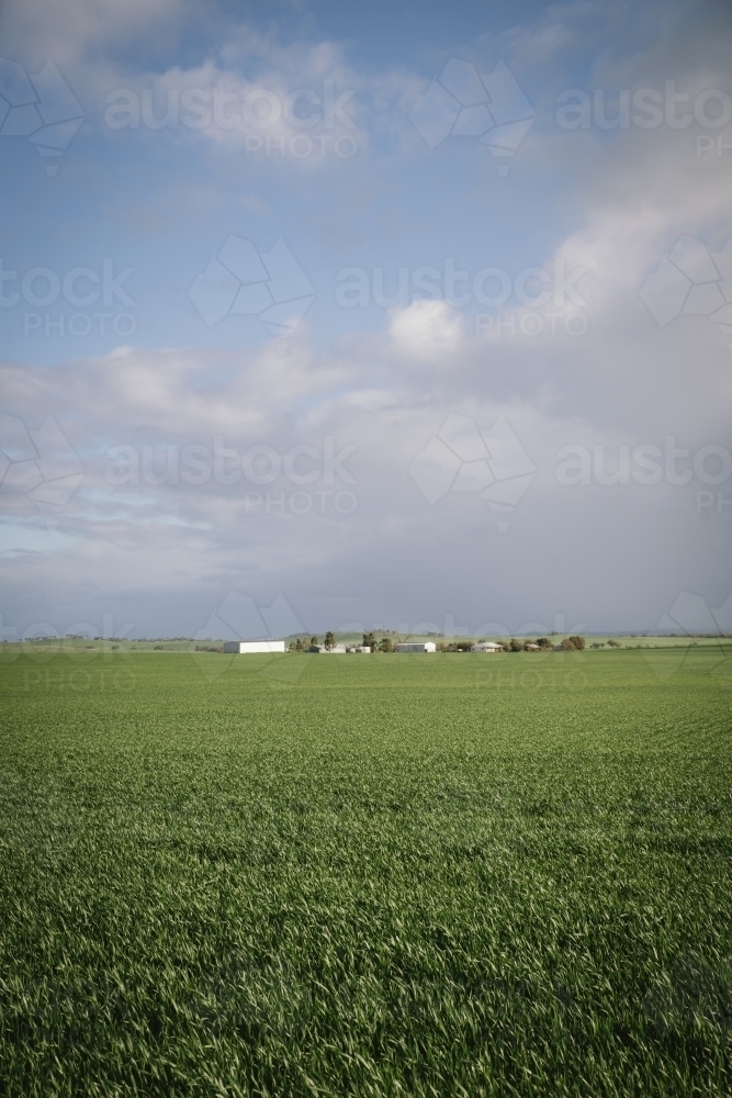 Farm house, sheds and crop in the Avon Valley of Western Australia - Australian Stock Image