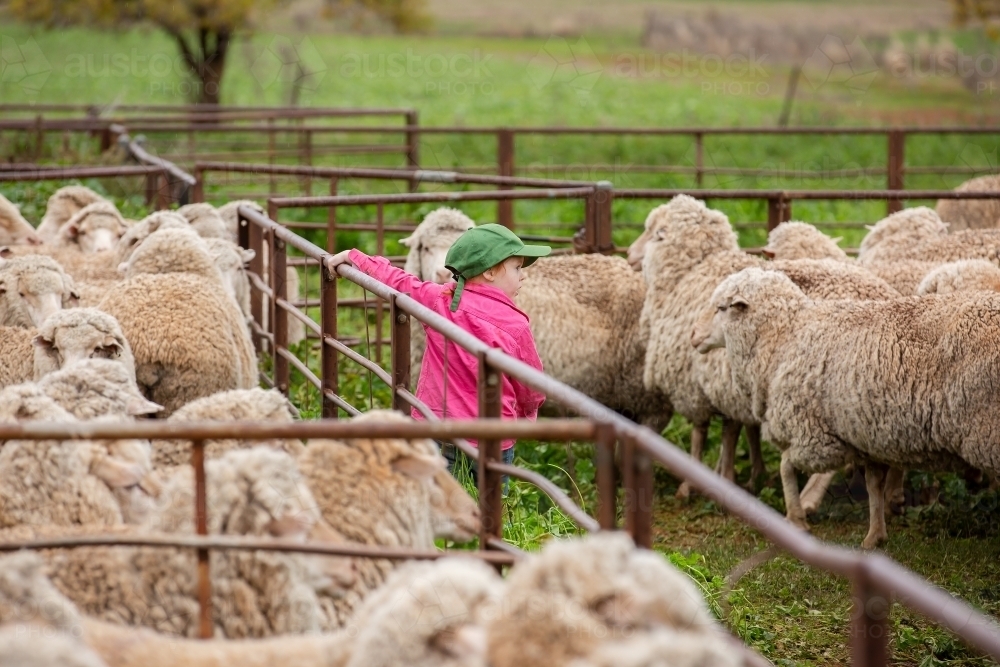 Farm kid in the sheep yards - Australian Stock Image