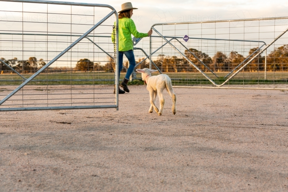 Farm kid opening gates followed by pet lamb - Australian Stock Image