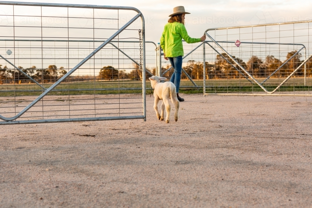 Farm kid opening gates followed by pet lamb - Australian Stock Image