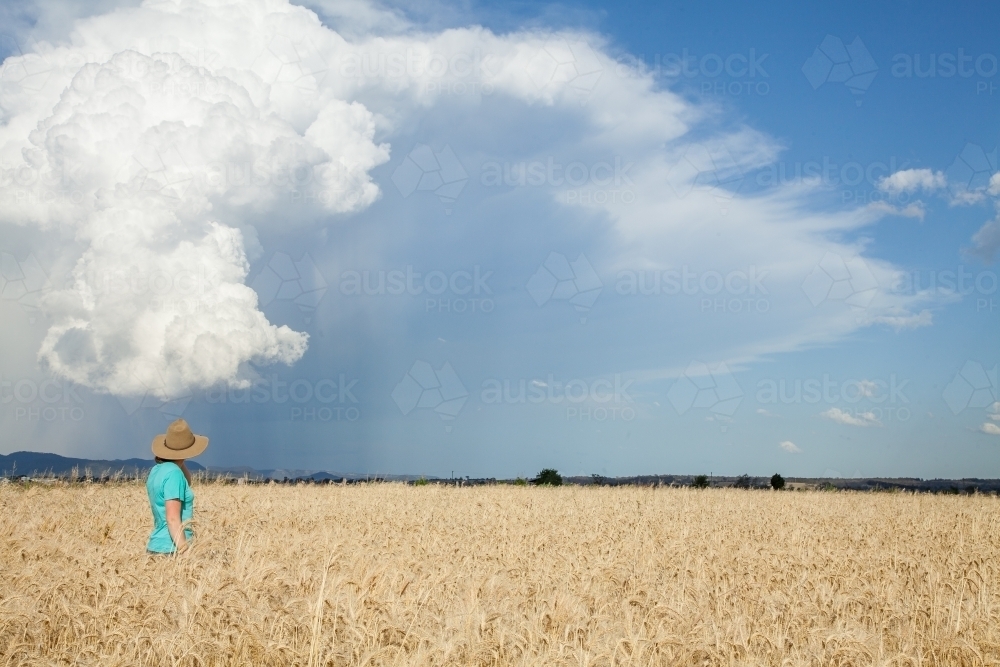 Farm kid standing in paddock of bearded wheat crop watching an oncoming storm - Australian Stock Image