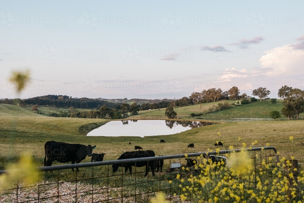 farm landscapes - Australian Stock Image