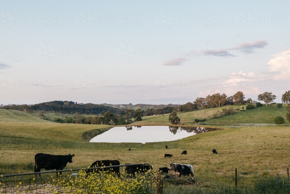 farm landscapes - Australian Stock Image