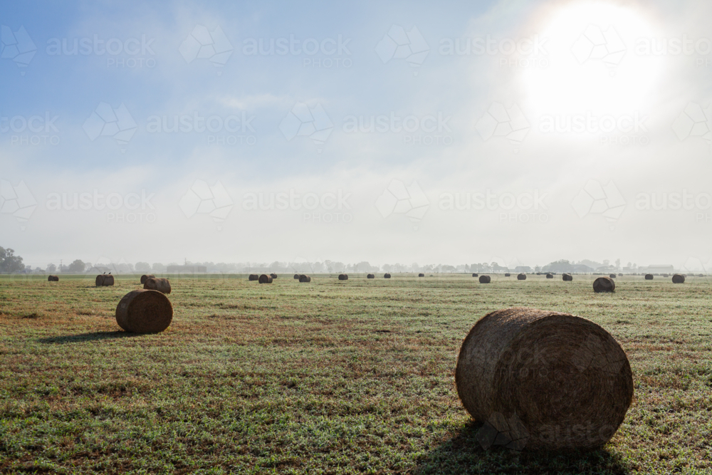 farm paddock filled with round hay bales in rural landscape on dewy misty morning - Australian Stock Image