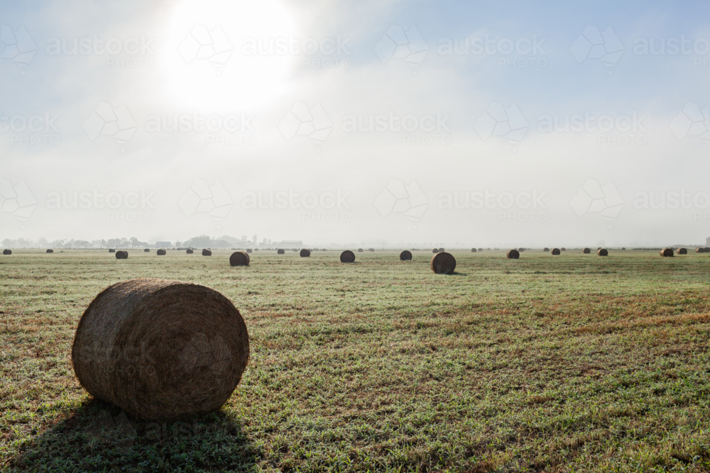 farm paddock filled with round hay bales in rural landscape on dewy misty morning  - Australian Stock Image