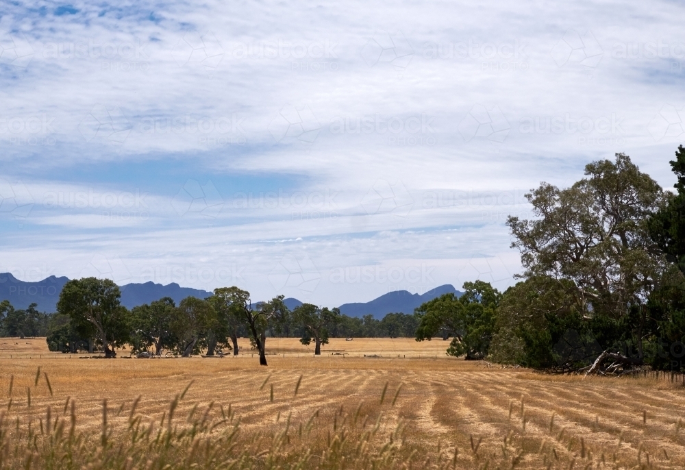 Farm paddock in Grampians Region - Australian Stock Image