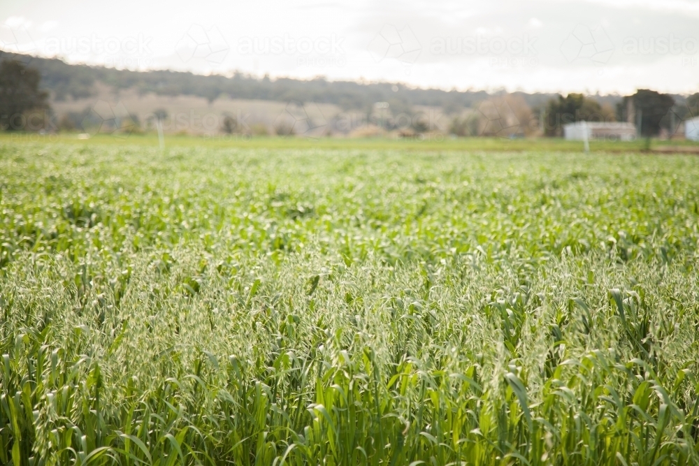 Farm paddock of green oats - Australian Stock Image