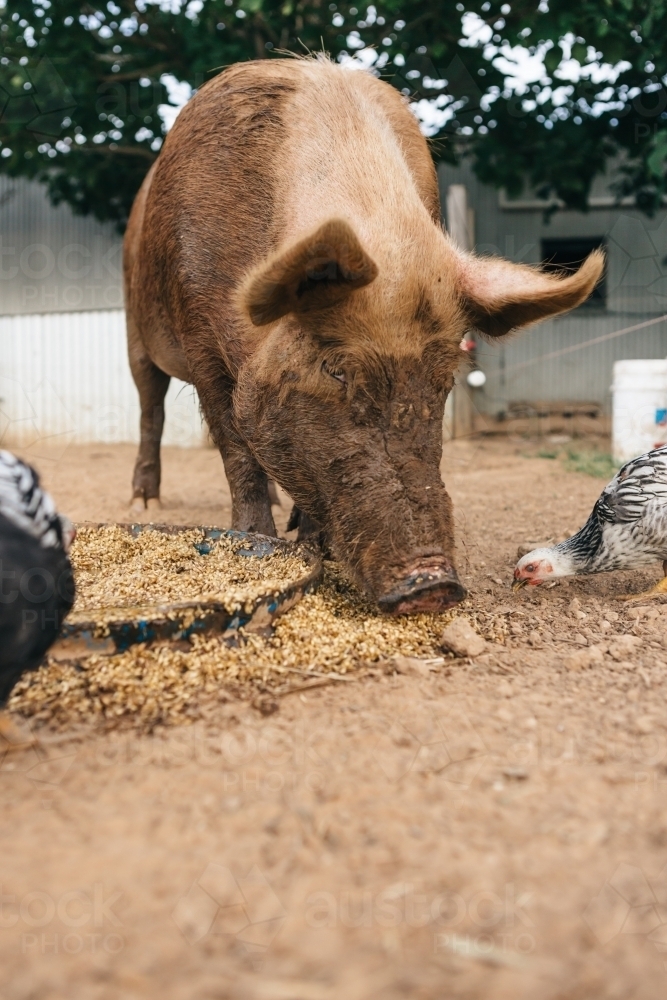 Farm pig sharing dinner with the chickens - Australian Stock Image