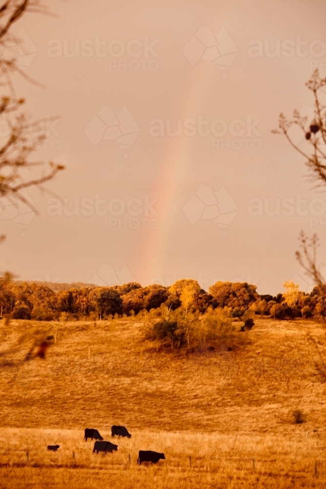 Farm scene in golden light with rainbow, Angus cows in foreground - Australian Stock Image