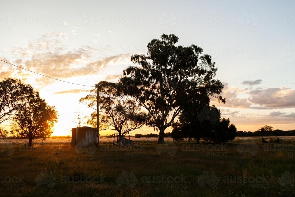 Farm sunset silhouettes of water tank and eucalyptus gum trees - Australian Stock Image