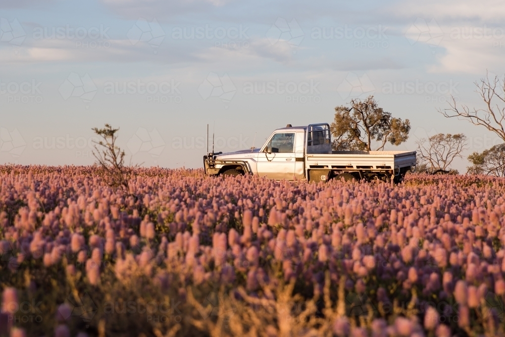 Farm vehicle amongst the native flowers - Australian Stock Image