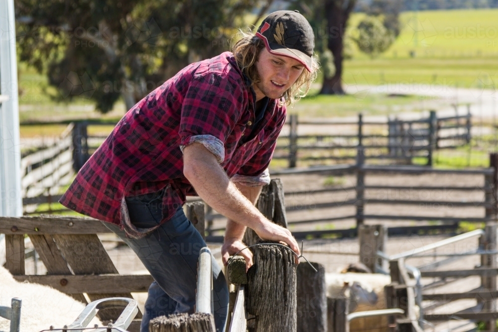 Farm worker climbing fence in sheep yards - Australian Stock Image
