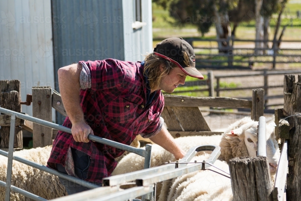 Farm worker with sheep in sheep yards - Australian Stock Image