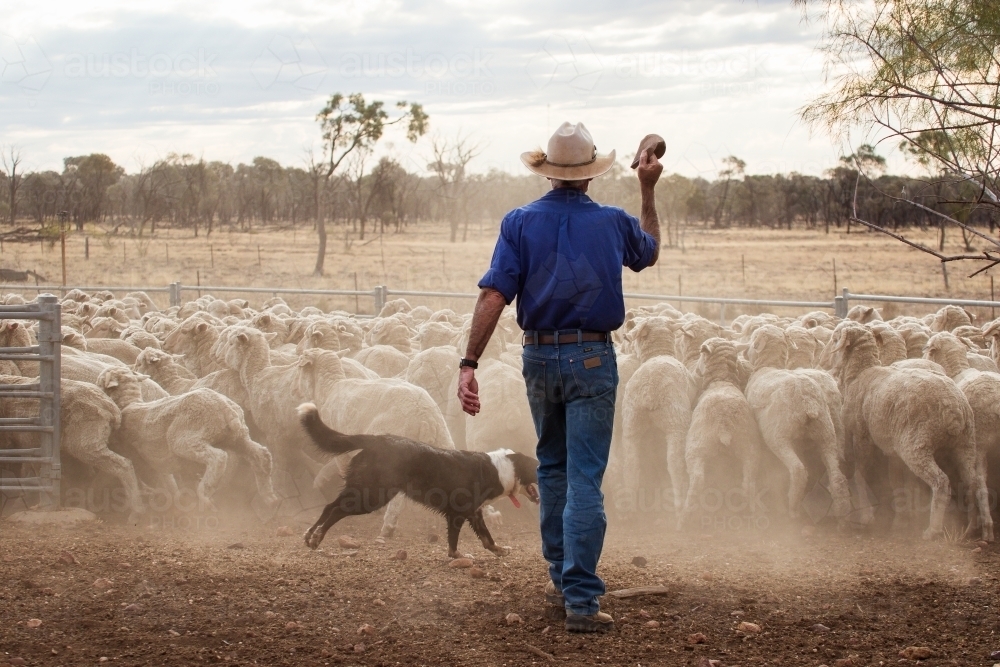 Farmer and dog chasing sheep - Australian Stock Image