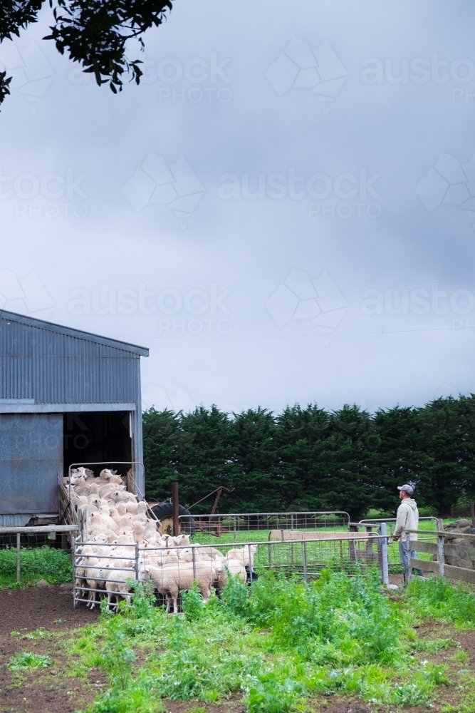 Farmer and flock of sheep being put in farm shed. - Australian Stock Image