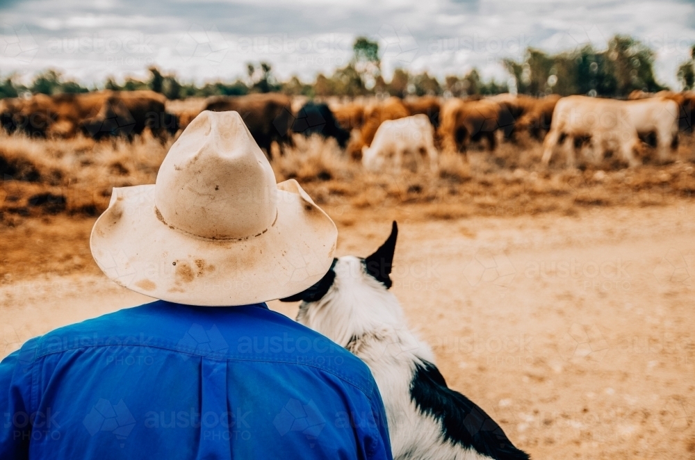 Farmer and his dog watching cattle - Australian Stock Image