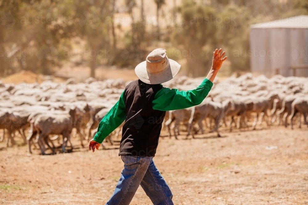 Farmer and Sheep - Australian Stock Image