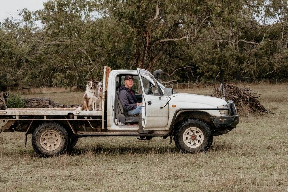 Farmer and working dogs sitting in ute in the paddock. - Australian Stock Image