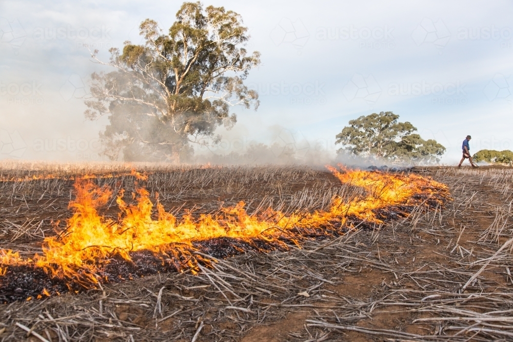 Farmer burning canola stubble windrows - Australian Stock Image