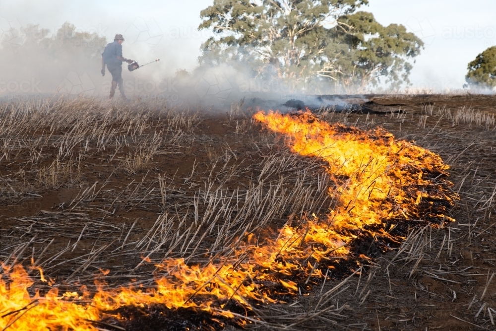 Image of Farmer carrying a fire lighter burning canola stubble
