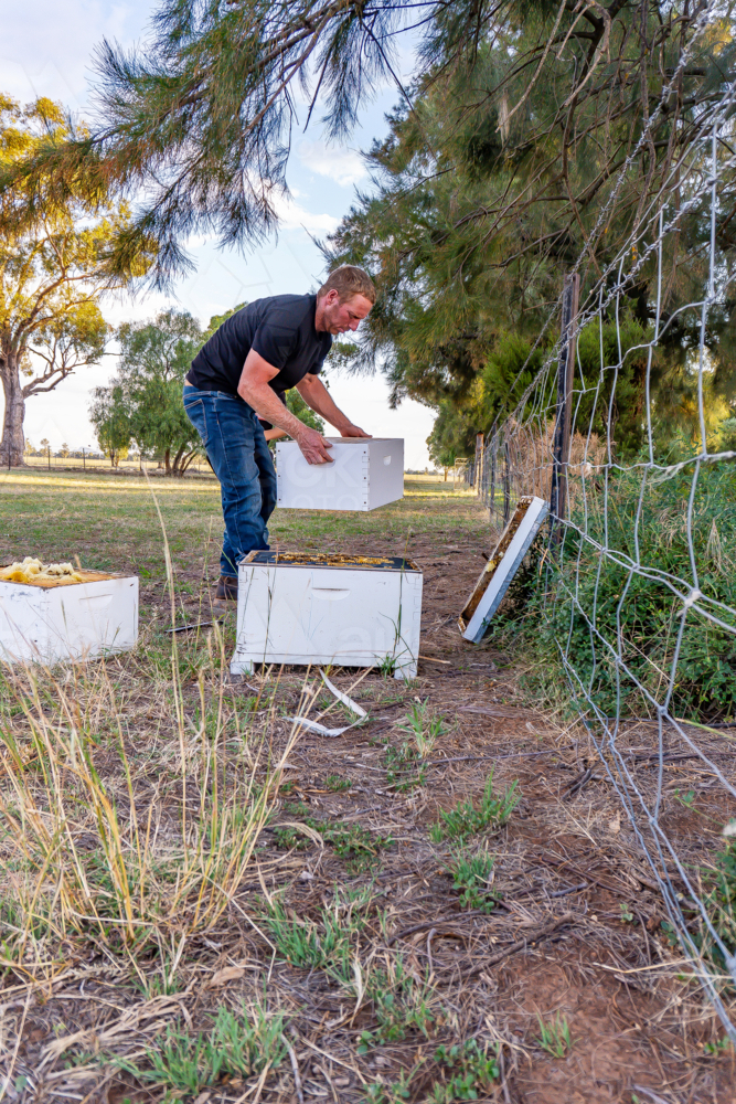 Farmer checking a beehive without a suit - Australian Stock Image