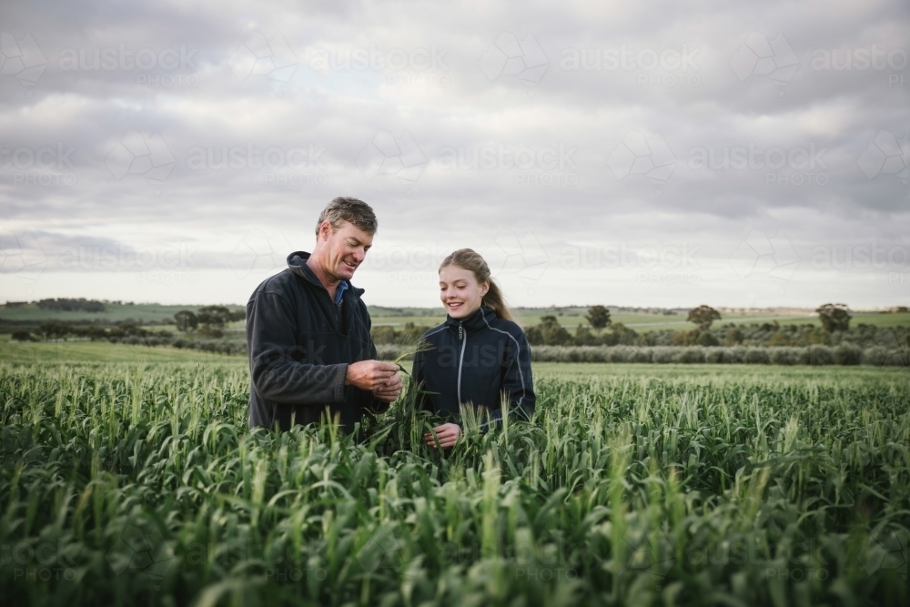 Farmer checking barley cereal crop at head emergence in the Wheatbelt of Western Australia - Australian Stock Image