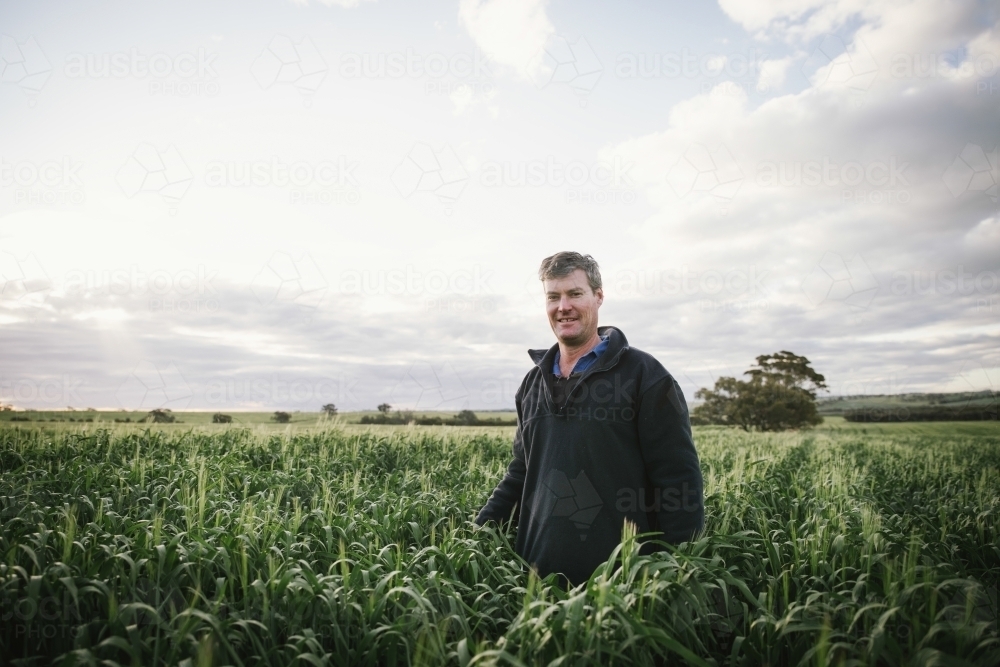 Farmer checking barley cereal crop at head emergence in the Wheatbelt of Western Australia - Australian Stock Image