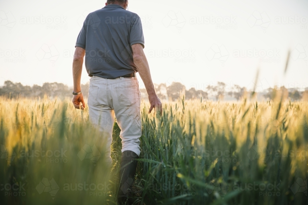 Farmer checking broadacre cereal crop in the Wheatbelt of Western Australia - Australian Stock Image