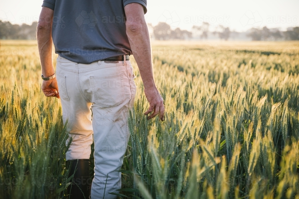 Farmer checking broadacre cereal crop in the Wheatbelt of Western Australia - Australian Stock Image