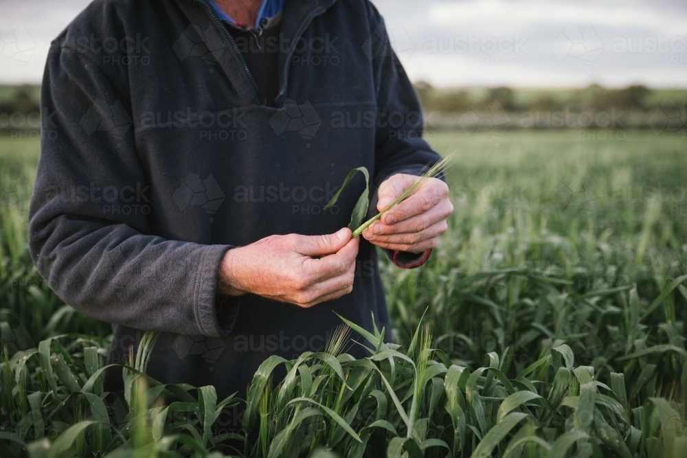 Farmer checking broadacre cereal crop in the Wheatbelt of Western Australia - Australian Stock Image