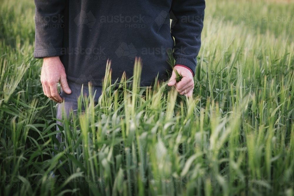 Farmer checking broadacre cereal crop in the Wheatbelt of Western Australia - Australian Stock Image