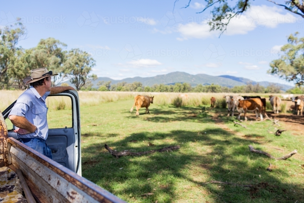 Image of Farmer checking on cattle standing by farm ute in paddock ...