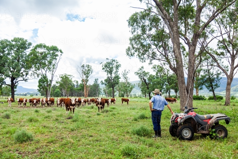 Farmer checking on new Hereford cattle in green paddock after rain - Australian Stock Image