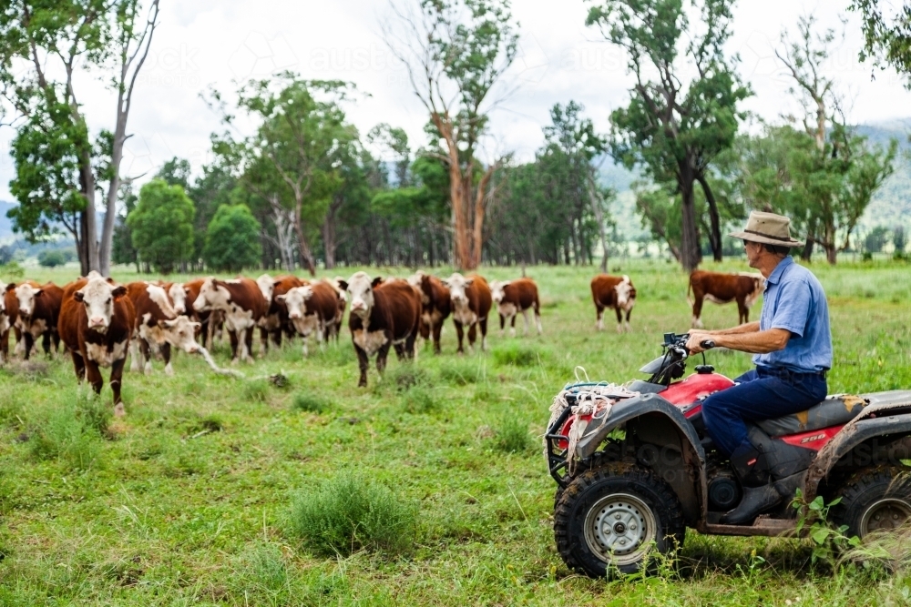 Farmer checking on new Hereford cattle in green paddock after rain - Australian Stock Image