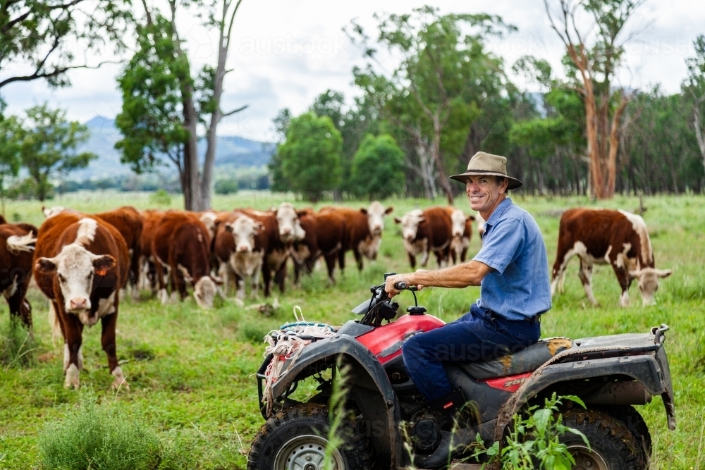 Farmer checking on new Hereford cattle in green paddock after rain - Australian Stock Image