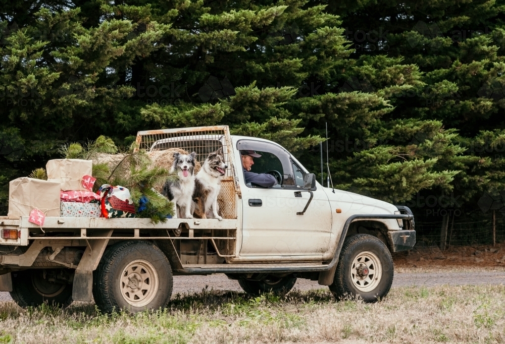 Farmer drives farm ute with two working dogs and Christmas presents. - Australian Stock Image
