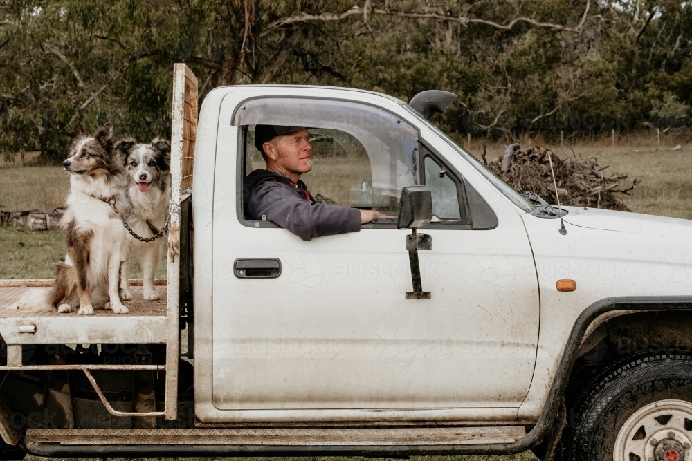 Farmer drives ute with working dogs. - Australian Stock Image