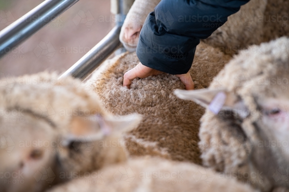 Farmer examines sheep in yards - Australian Stock Image