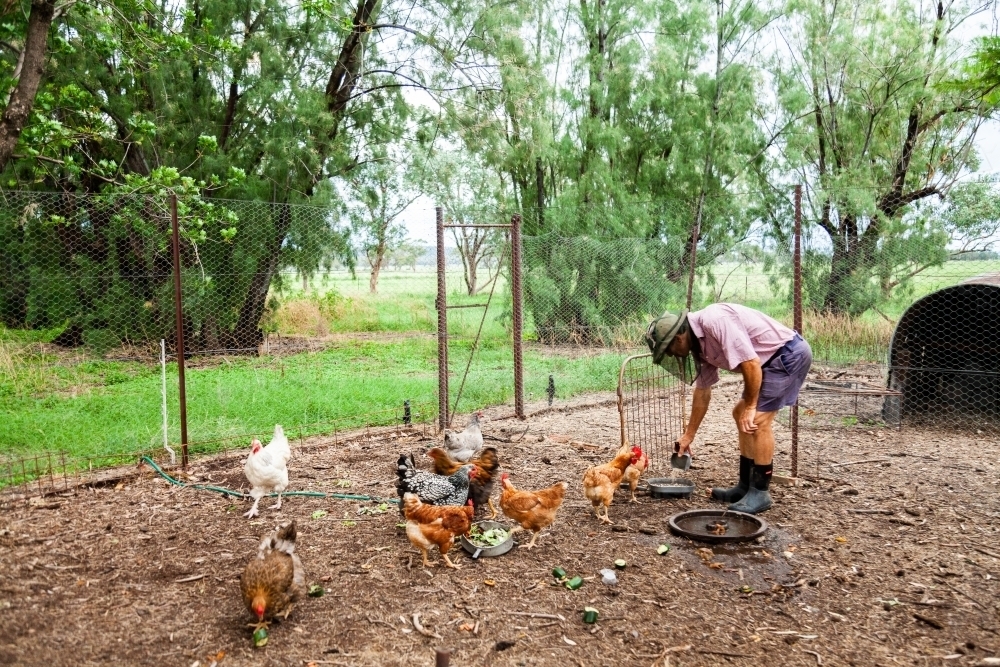 Farmer feeding chooks in yard - Australian Stock Image
