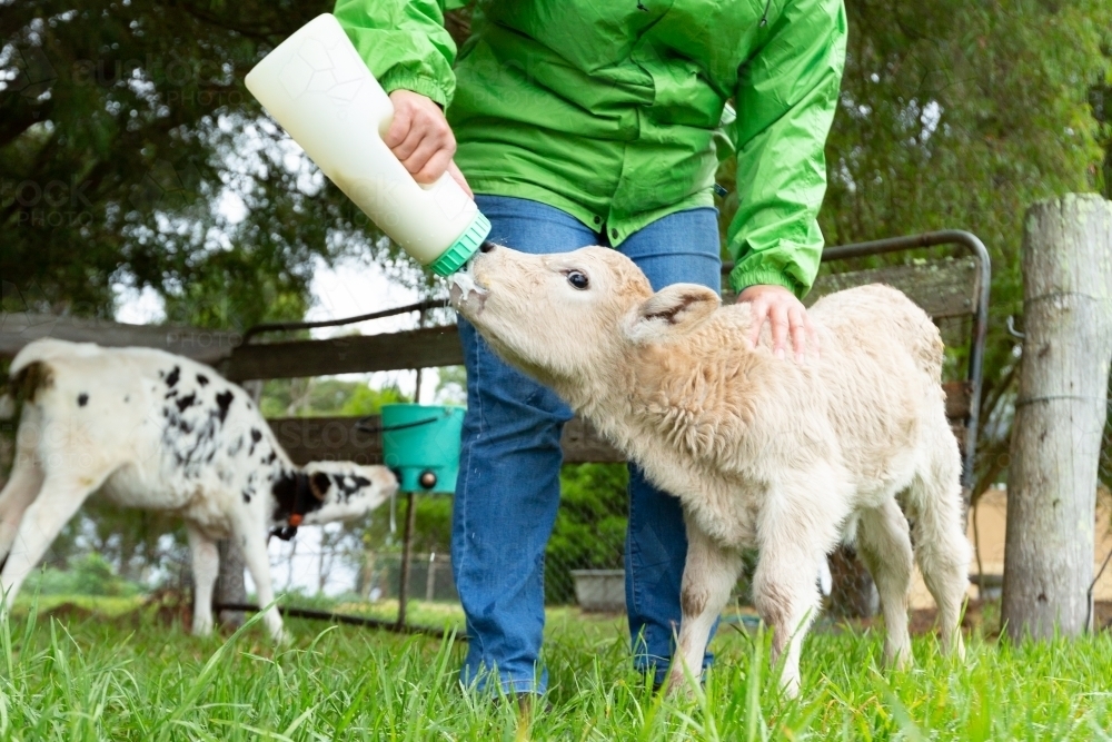 Pew Fodder How To Feed A Poddy Calf at Robert Bullock blog