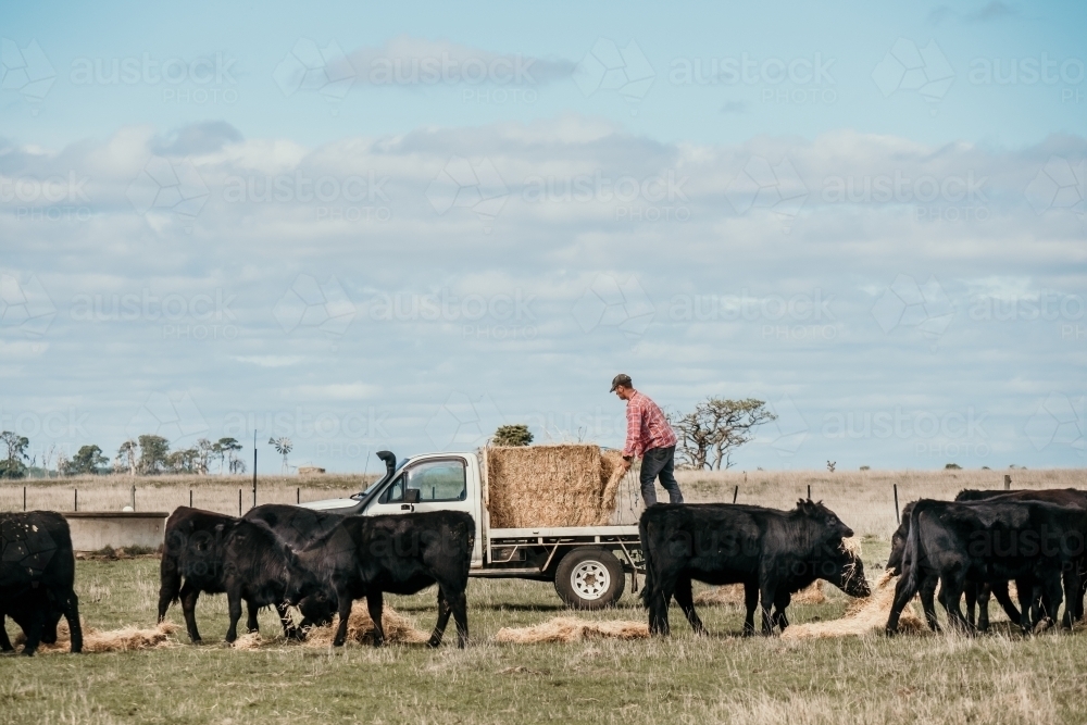 Farmer feeds out hay to cows. - Australian Stock Image