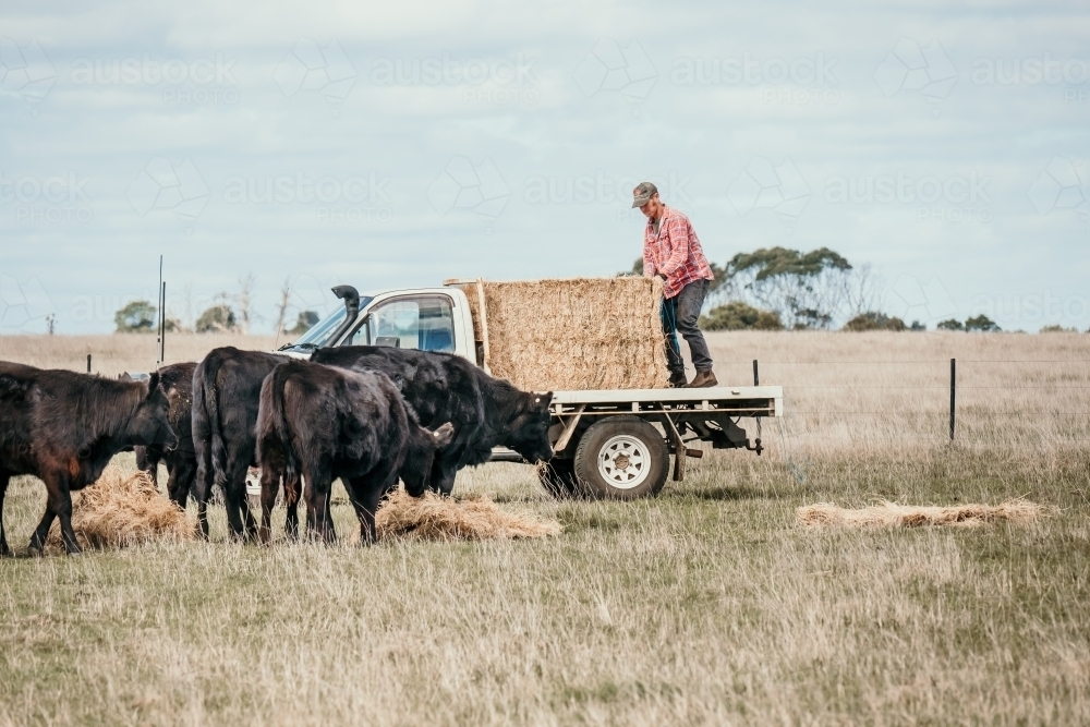 Farmer feeds out hay to herd of cows. - Australian Stock Image