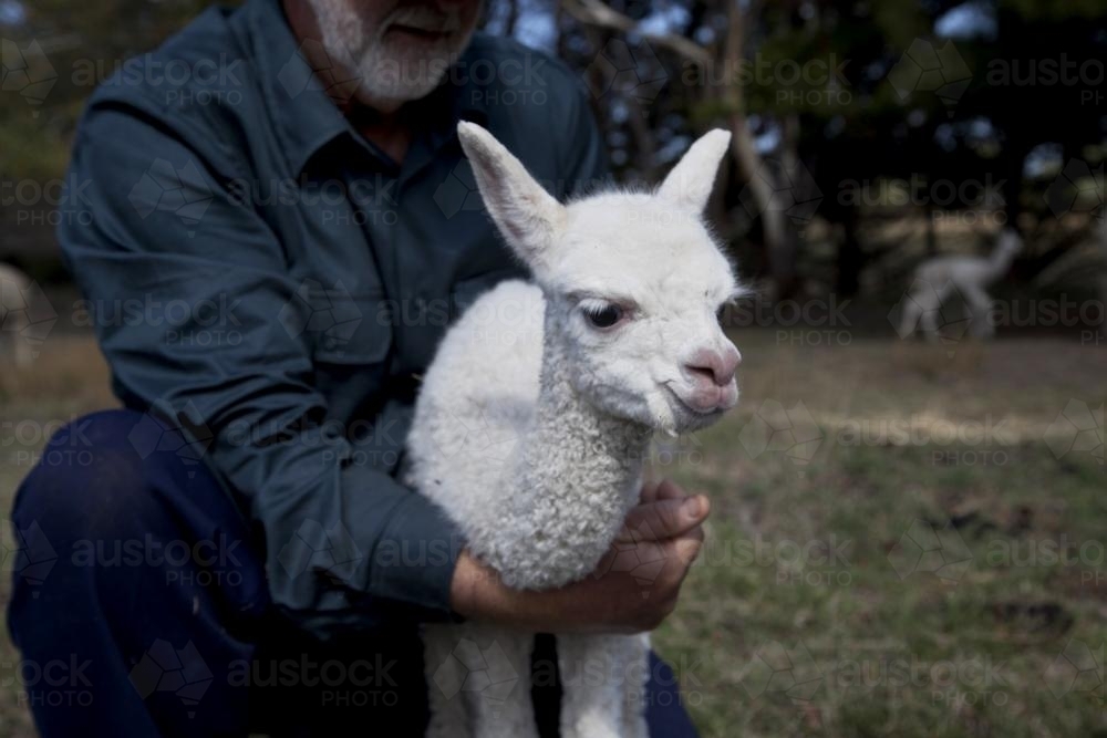 Farmer handling a baby alpaca on a rural property - Australian Stock Image