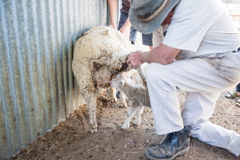 Farmer helping lamb drink from sheep in yards on farm in drought - Australian Stock Image