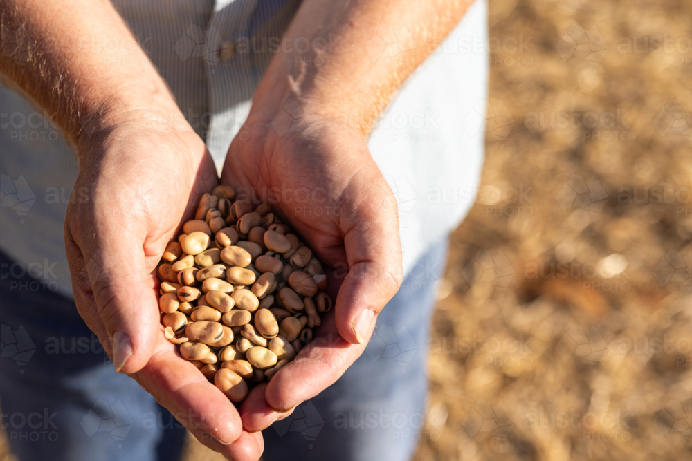 Farmer holding a sample of faba beans at harvest time - Australian Stock Image